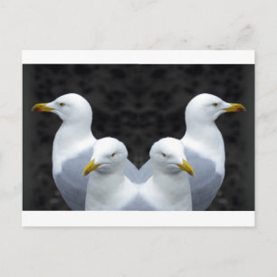 Gulls, Gulls, Gulls Postkarte