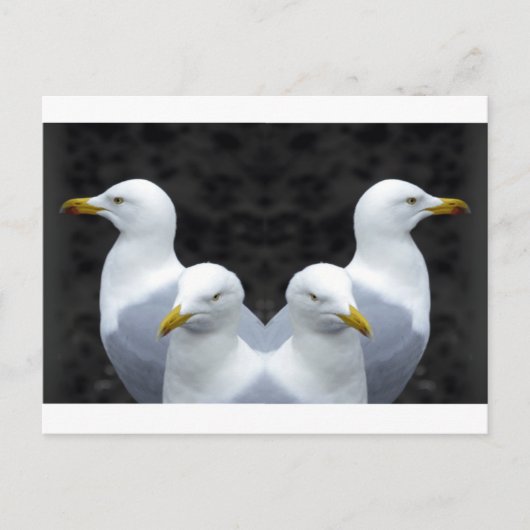 Gulls, Gulls, Gulls Postkarte (Vorderseite)