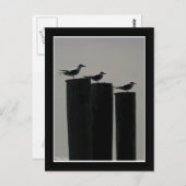 Gulls Parked Postkarte (Vorne/Hinten)