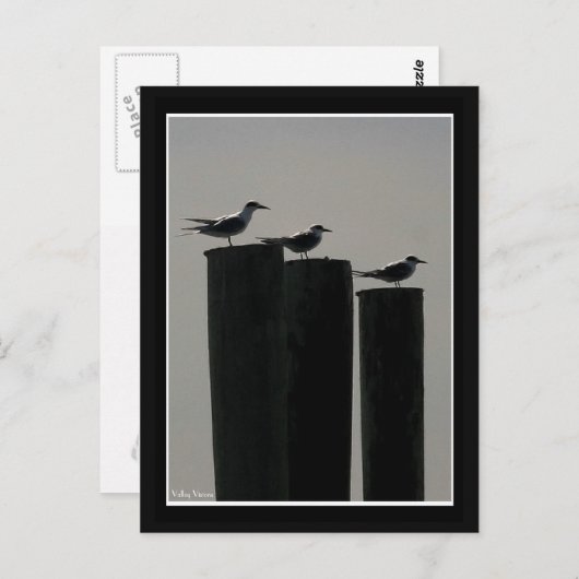 Gulls Parked Postkarte (Vorne/Hinten)