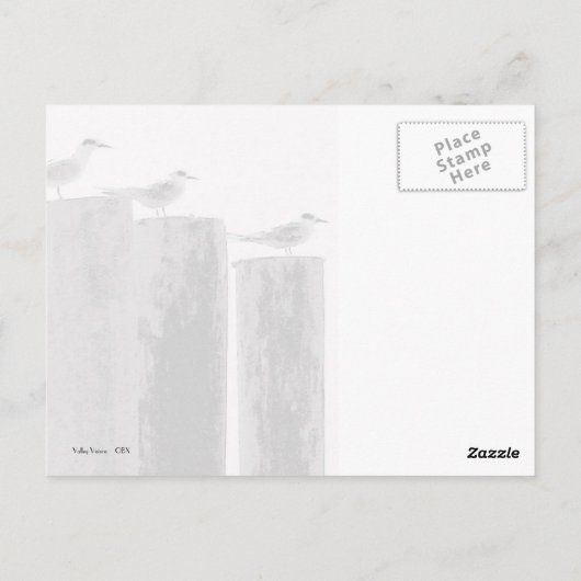 Gulls Parked Postkarte (Rückseite)