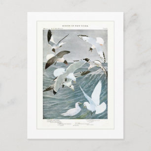 Gulls Postkarte