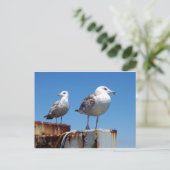 Gulls Postkarte (Stehend Vorderseite)