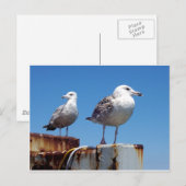 Gulls Postkarte (Vorne/Hinten)