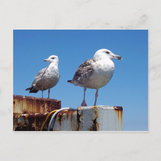 Gulls Postkarte (Vorderseite)