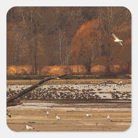 Gulls und Gänse Quadratischer Aufkleber (Vorderseite)