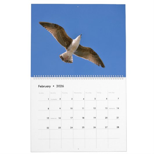 Gulls und Seagulls 12 Monate Kalender (Feb 2026)