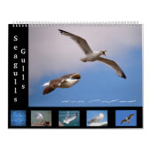Gulls und Seagulls 12 Monate Kalender (Titelbild)
