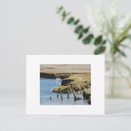 Guls in Flight Postcard Postkarte (Stehend Vorderseite)