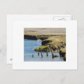 Guls in Flight Postcard Postkarte (Vorne/Hinten)