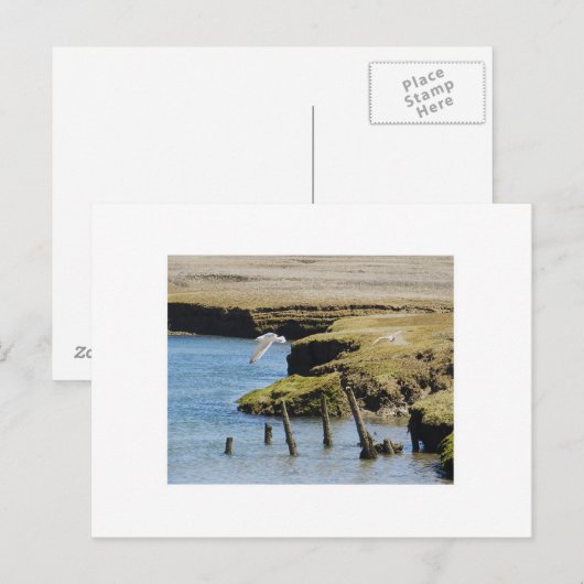 Guls in Flight Postcard Postkarte (Vorne/Hinten)