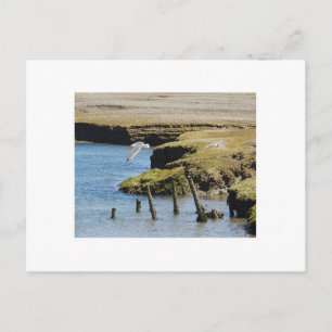 Guls in Flight Postcard Postkarte