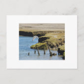 Guls in Flight Postcard Postkarte (Vorderseite)