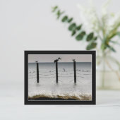 Guls und Pelikane Postkarte (Stehend Vorderseite)