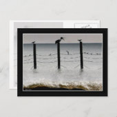 Guls und Pelikane Postkarte (Vorne/Hinten)