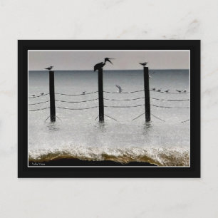 Guls und Pelikane Postkarte