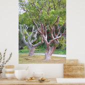 Gumbo-Limbo-Bäume Wald Poster (Küche)