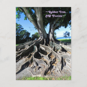 Gummibaum Curvy Roots Fort Myers Postcard Postkarte