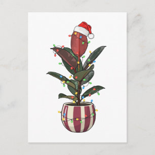Gummibaum Ficus Santa Hut Weihnachtsbeleuchtung   Postkarte