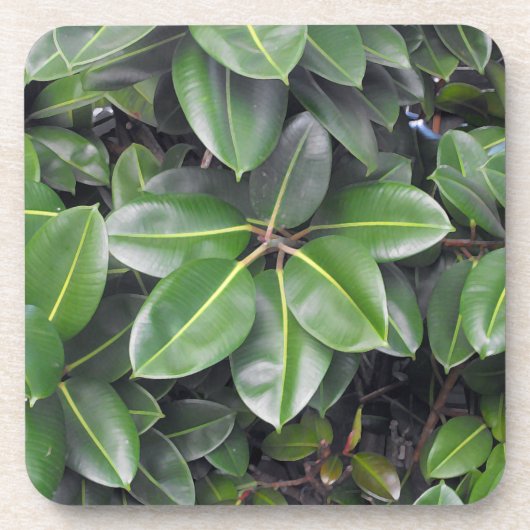 Gummibaumnähe Untersetzer (Vorderseite)