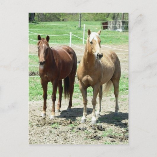 Gumpy and Limited Postkarte (Vorderseite)