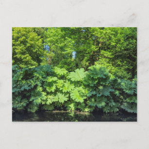 Gunnera Tinctoria. Bute Park, Cardiff, Wales. Postkarte