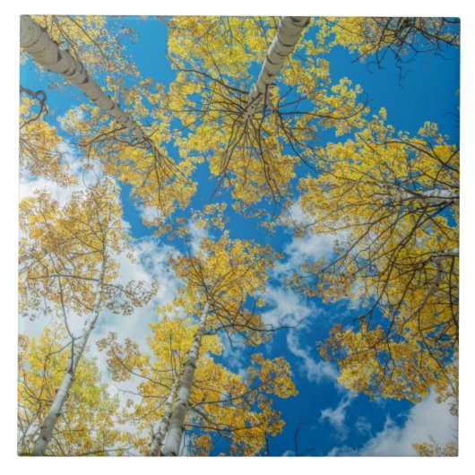Gunnison National Forest Colorado Fliese (Vorderseite)
