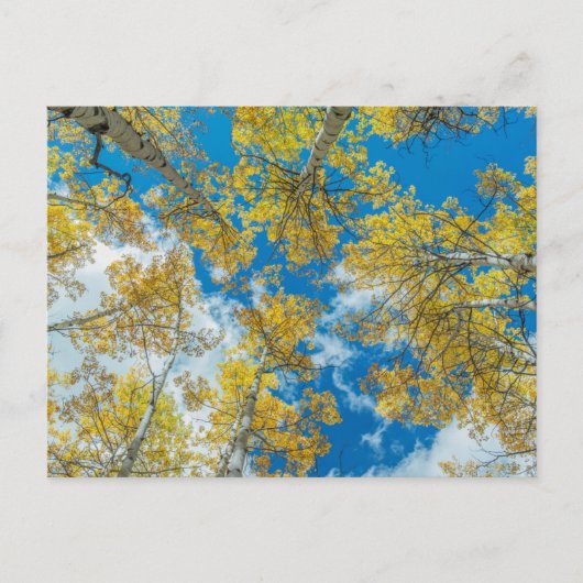 Gunnison National Forest Colorado Postkarte (Vorderseite)