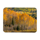 Gunnison National Forest Magnet (Horizontal)