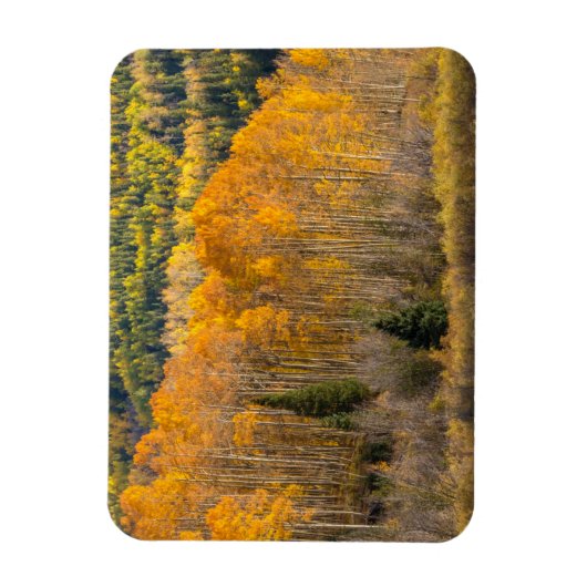 Gunnison National Forest Magnet (Vertikal)