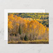 Gunnison National Forest Postkarte (Vorne/Hinten)