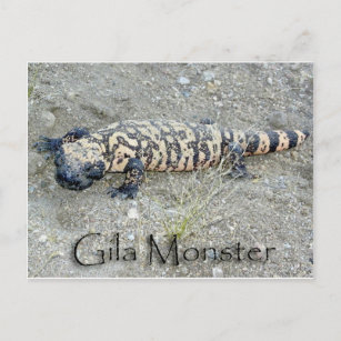 "Gunny" das Gila Monster im Kongress, Arizona 6/26 Postkarte