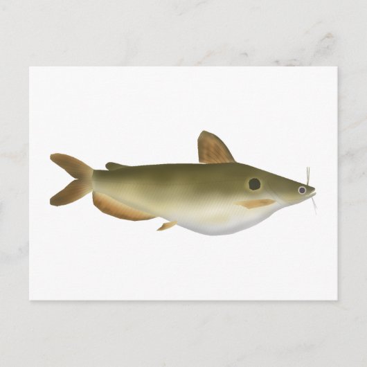 Günther's Catfish Postkarte (Vorderseite)