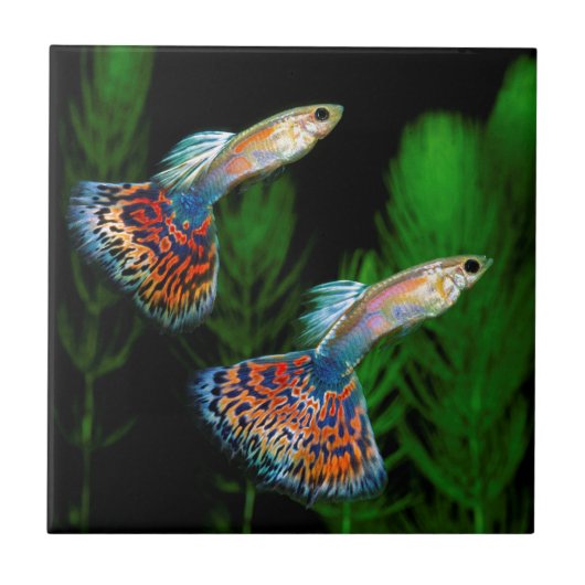 Guppies Fliese (Vorderseite)