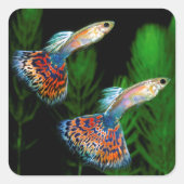 Guppies Quadratischer Aufkleber (Vorderseite)