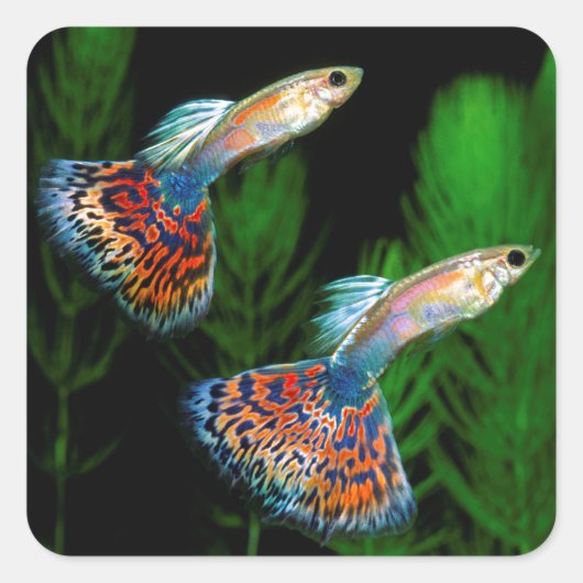 Guppies Quadratischer Aufkleber (Vorderseite)
