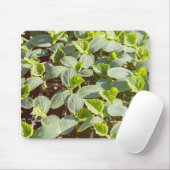 Gurken Mousepad (Mit Mouse)