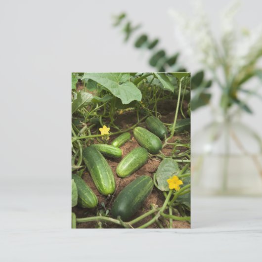 Gurken Postkarte (Stehend Vorderseite)