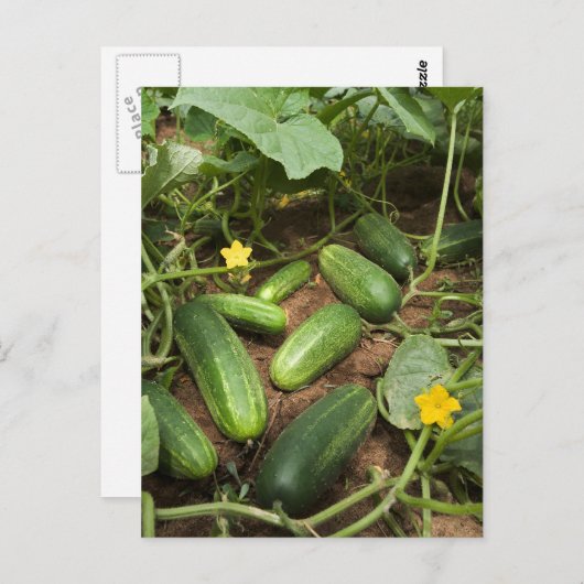 Gurken Postkarte (Vorne/Hinten)