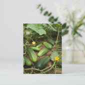 Gurken-Postkarten Postkarte (Stehend Vorderseite)