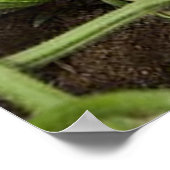 Gurkenpflaster (in vielen Größen) Poster (Ecke)