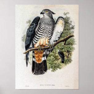 Gurney’s Kuckuck-Falke von John Gould Poster