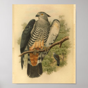 Gurney's Cuckoo Falcon Bird Color Vintag Print Poster