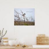 Gürtel-Eisvogel-Fotoplakat Poster (Küche)