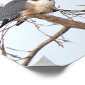 Gürtel-Eisvogel-Fotoplakat Poster (Ecke)