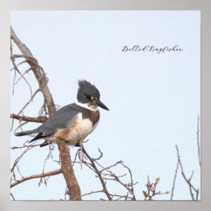Gürtel-Eisvogel-Fotoplakat Poster