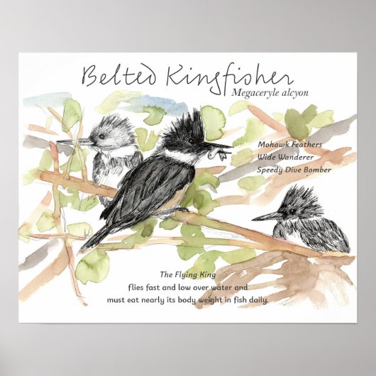 Gürtel-Eisvogel-Vogel-Elritze-Fisch-Bäume Poster (Vorne)