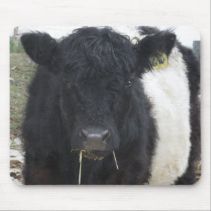Gürtel-Galloway-Kuh frisst Heu Mousepad