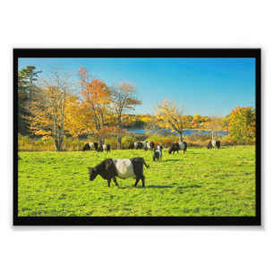 Gürtel-Rinder (Belted Galloway) weiden auf Gras im Fotodruck