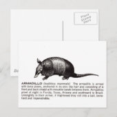 Gürteltier Postkarte (Vorne/Hinten)